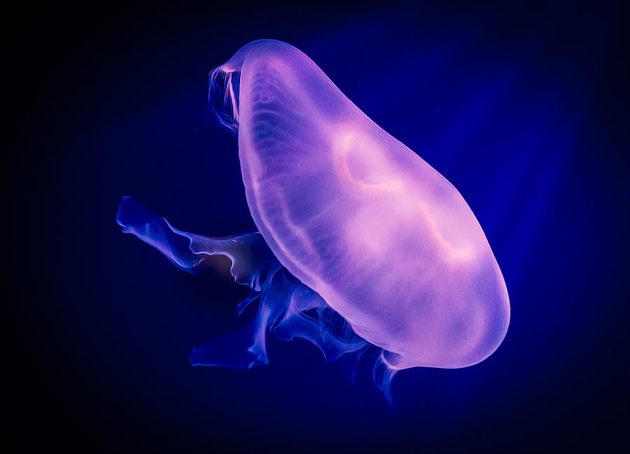 Night Jelly Photograph by Rikk Flohr