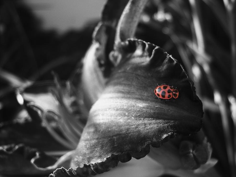 ladybug photography black and white