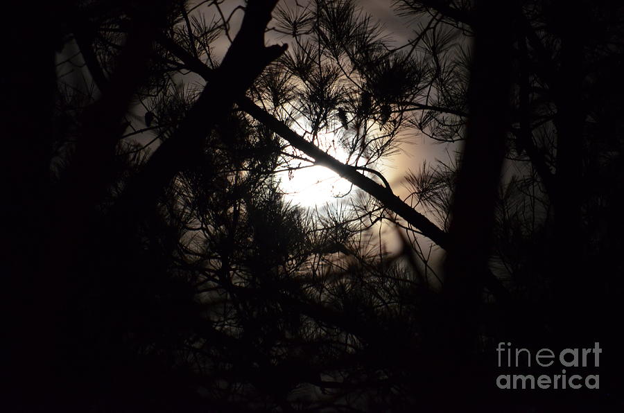 Night Light Photograph by Maria Urso