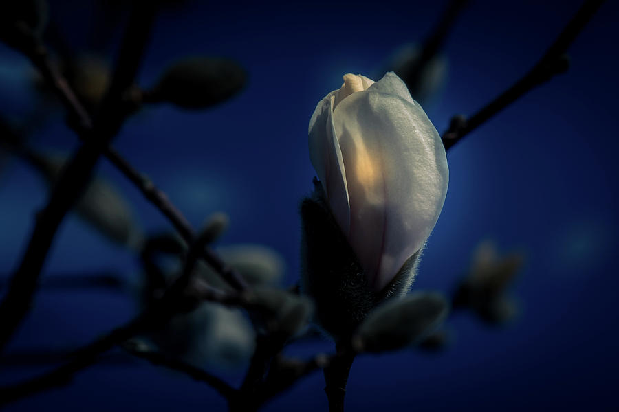 Flowers Still Life Photograph - Night Lights by Allin Sorenson