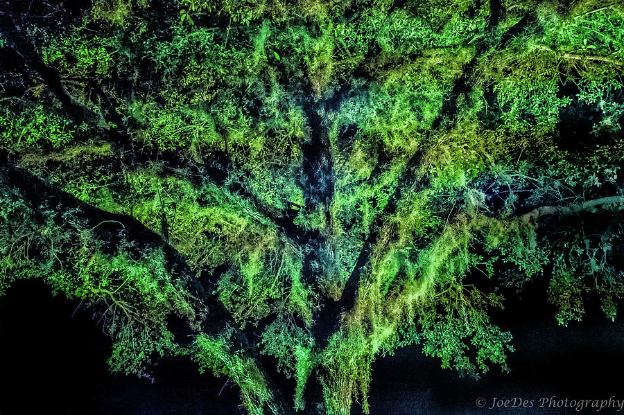 Tree Photograph - Night Moss by Joseph Desiderio