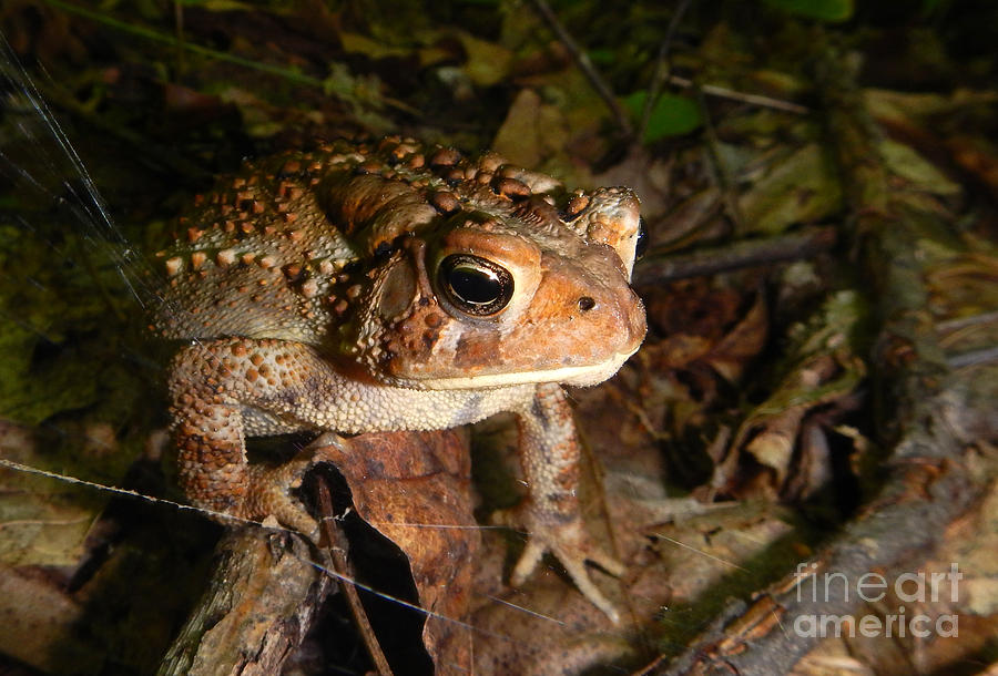 Toad Photograph by Glenn Gordon