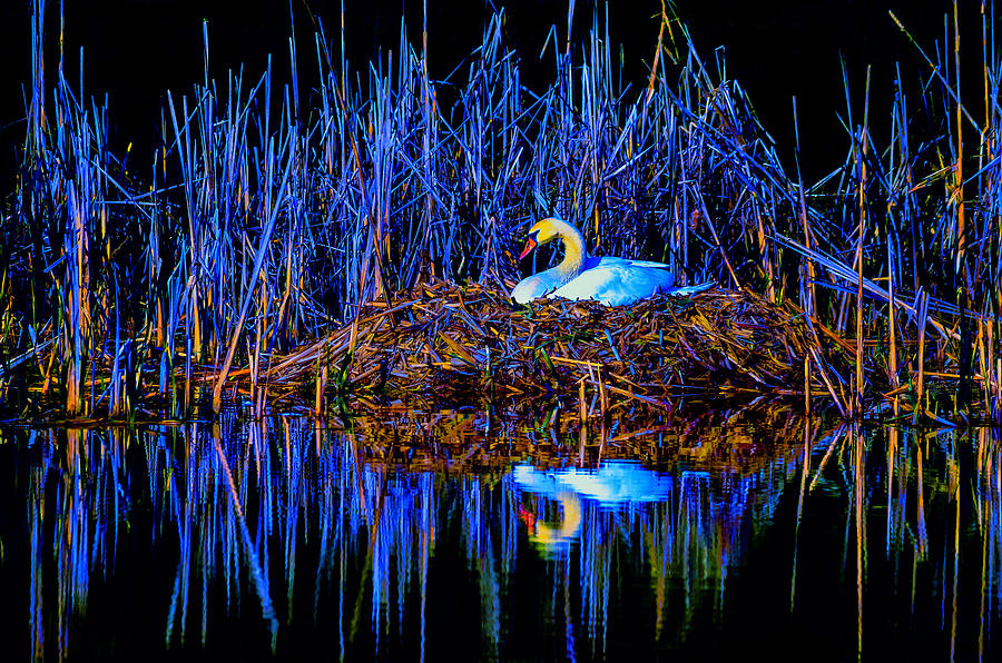 Night Nest Photograph by Brian Stevens