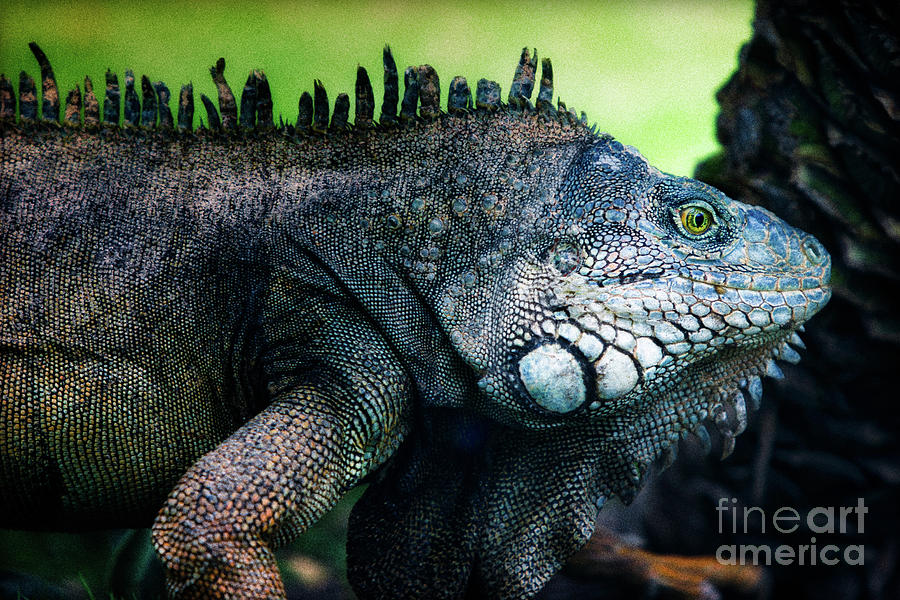 Night of the Iguana Photograph by Doug Sturgess