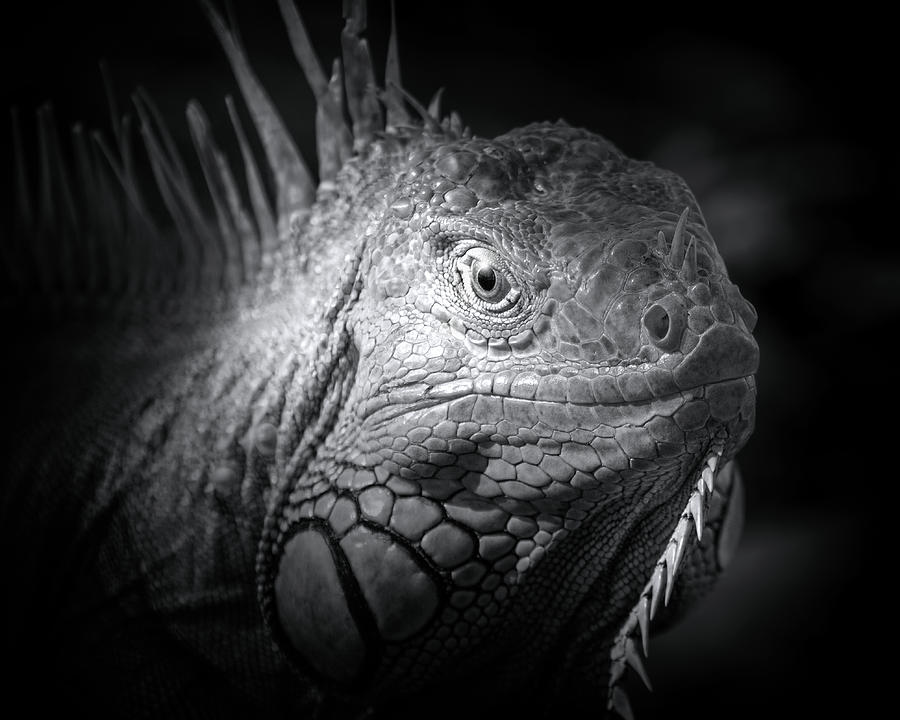 Night of the Iguana Photograph by Mark Andrew Thomas