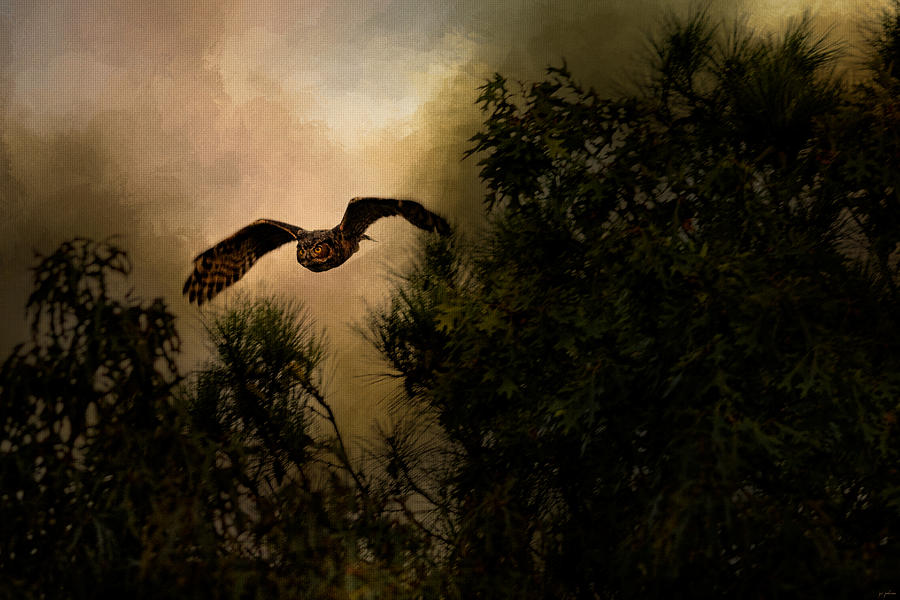 Night of the Owl 1 Photograph by Jai Johnson