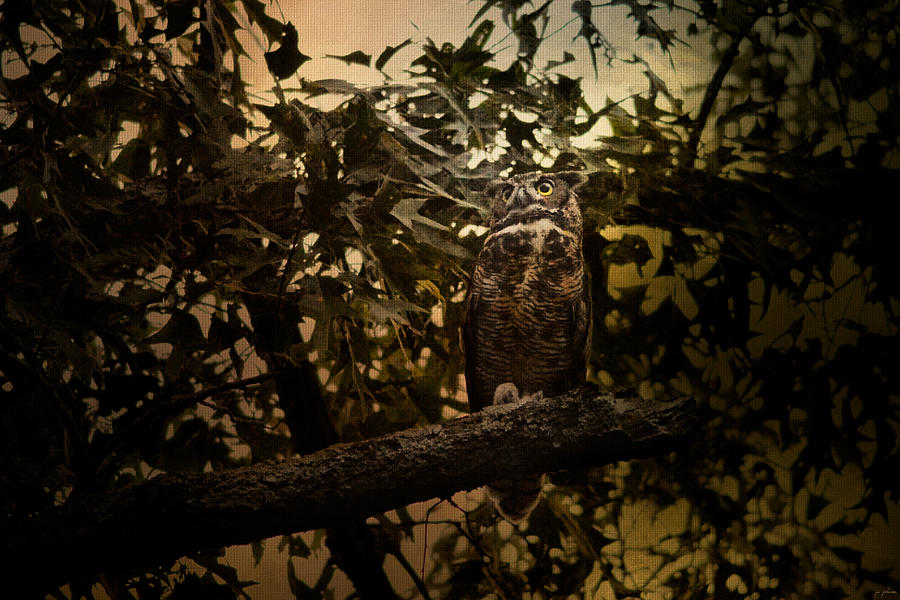 Night of the Owl 3 Photograph by Jai Johnson