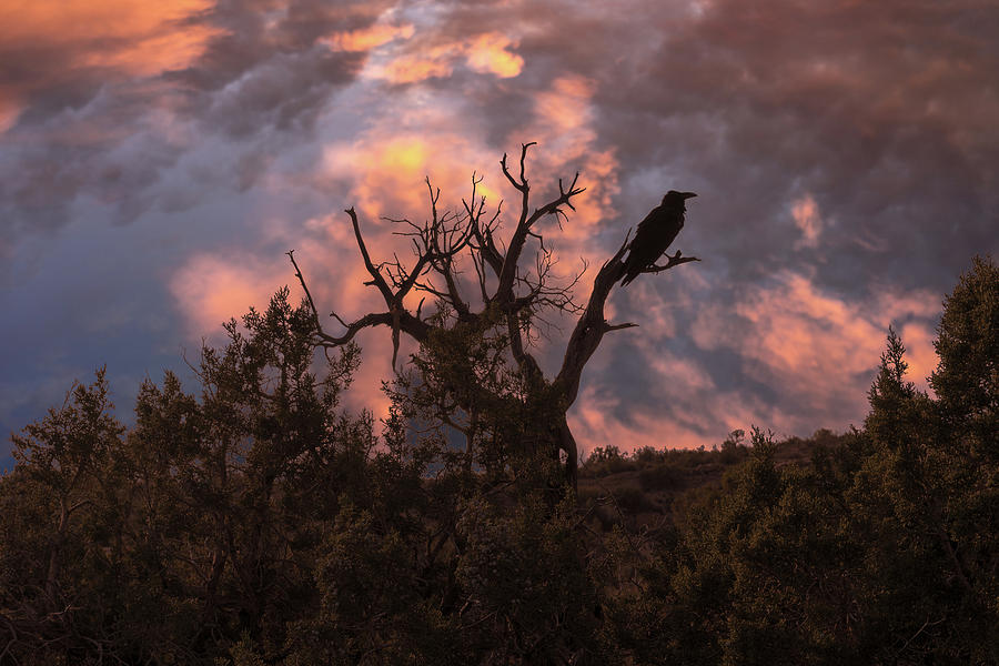 Night of the Raven by Boyce Fitzgerald Night of the Raven by Boyce Fitzgerald