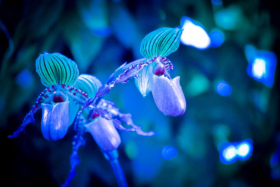Garden Photograph - Night Orchids by Dana Bell