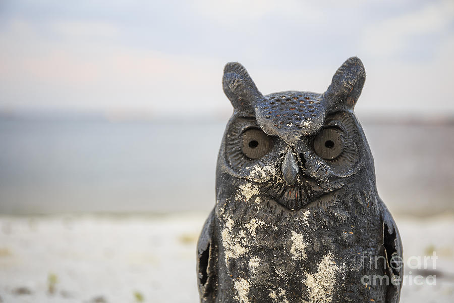 Night Owl Photograph by Edward Fielding