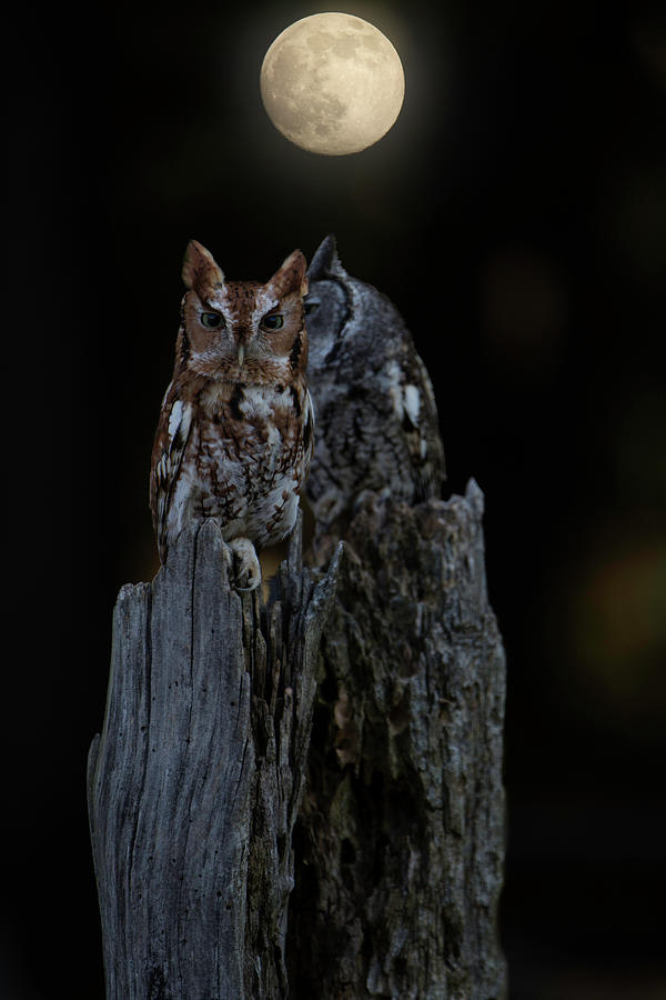 Night Owl Photograph by Jackie Sajewski