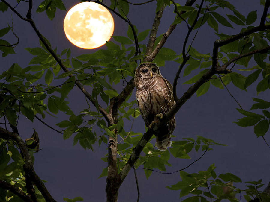 Night Owl Photograph by Jeannee Gannuch