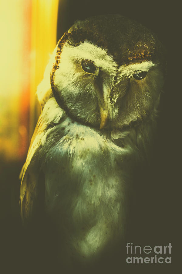 Night owl Photograph by Jorgo Photography