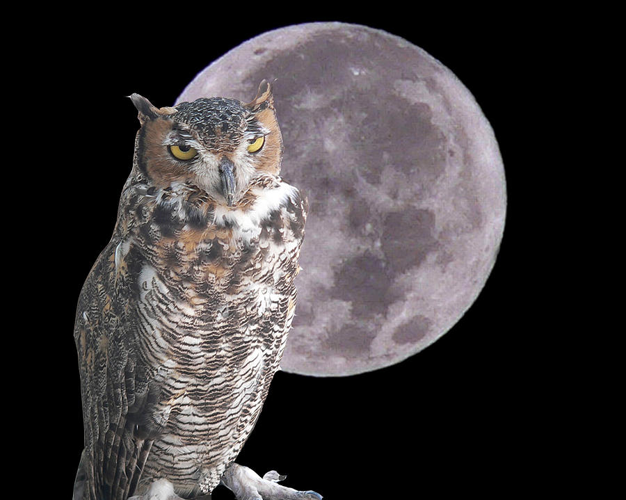 Night Owl Photograph by Larry Linton