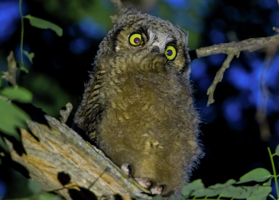 Night Owl Photograph by Marc Crumpler