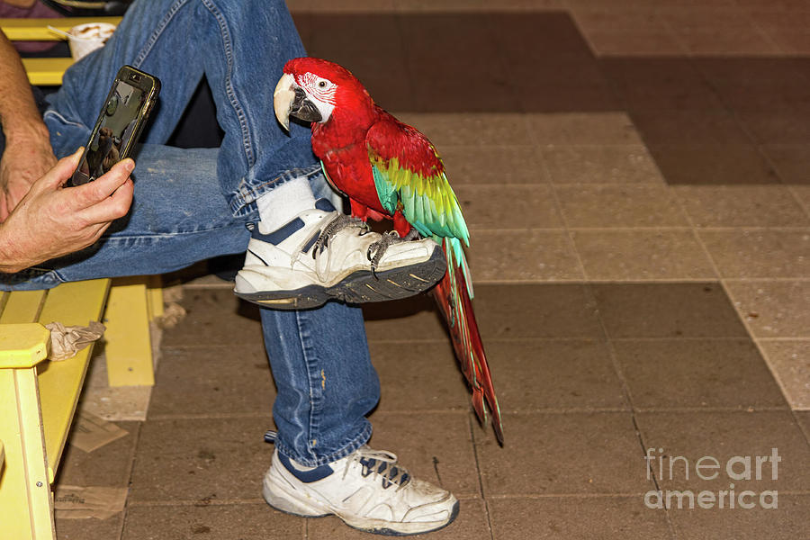 Night-owl red macaw parrot Photograph by Les Palenik
