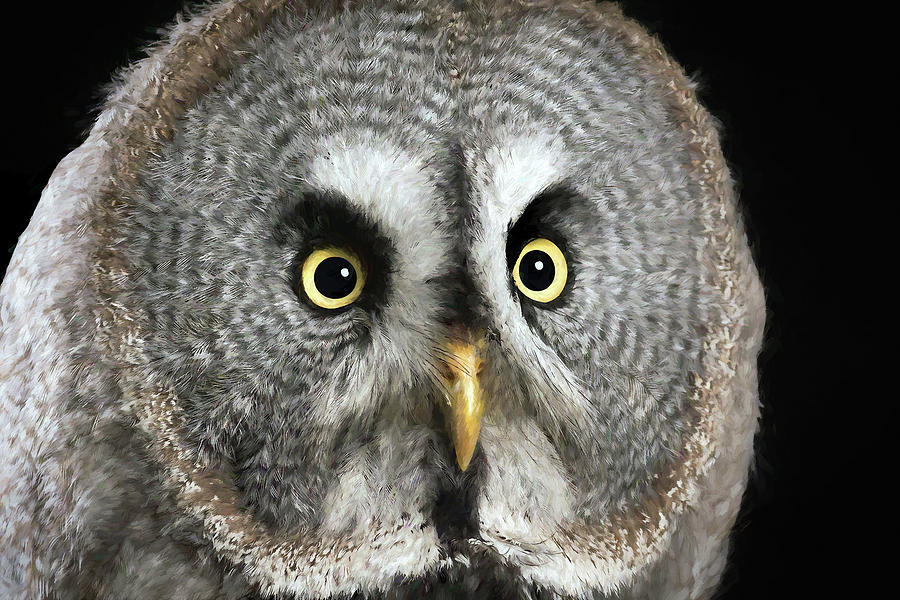 Night Owl Digital Art by Ronald Bolokofsky