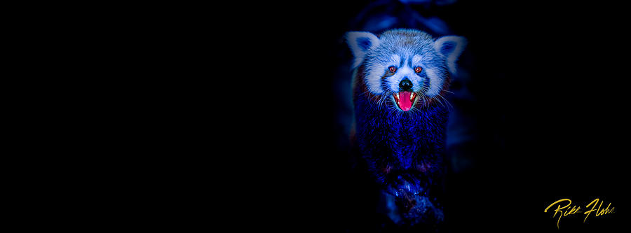 Night Panda Photograph by Rikk Flohr