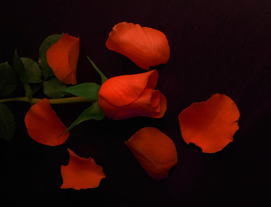 Red Photograph - Night Rose 2 by Johanna Hurmerinta