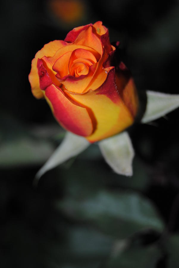 Rose Photograph - Night rose by Christopher Rohleder