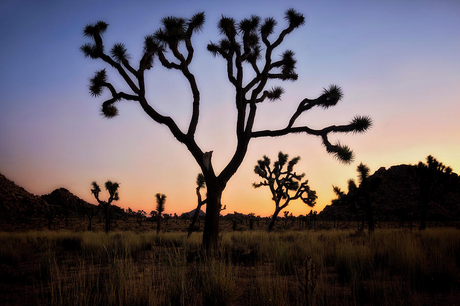 Joshua Tree National Park Photograph - Night Silhouette  by Nicki Frates