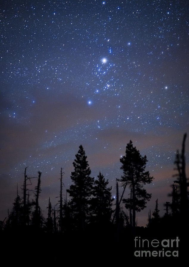 Night Sky and Trees Photograph by Ben Canales
