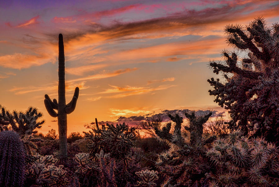 Night Sky in Saguaro National Park Photograph by Virginia Kickle | Fine ...