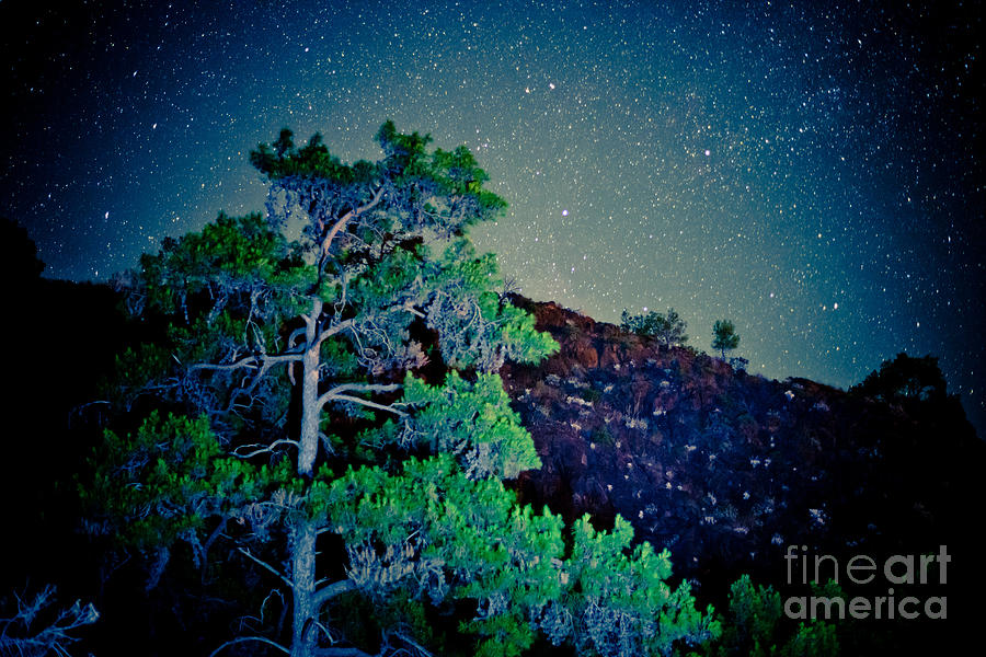 Night sky scene with pine and stars Artmif.lv Photograph by Raimond Klavins