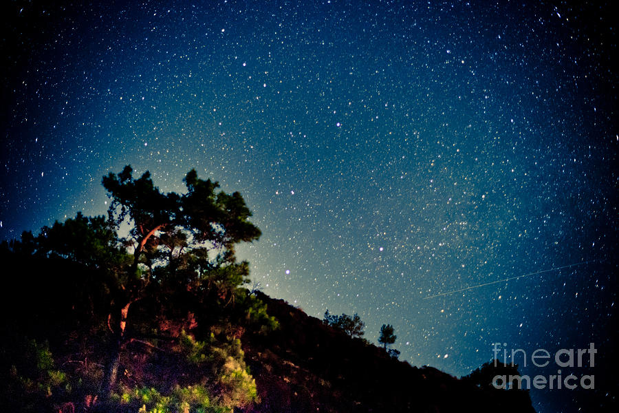 Night sky scene with pine and stars Photograph by Raimond Klavins