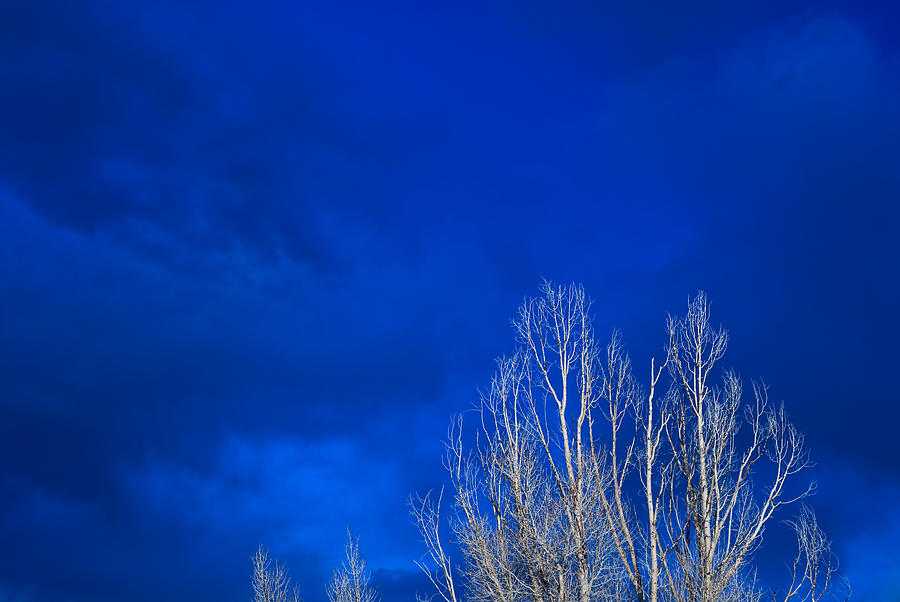 Tree Photograph - Night Sky by Steve Gadomski