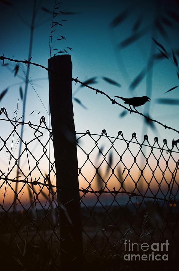 Night Sparrow Photograph by Carlos Caetano