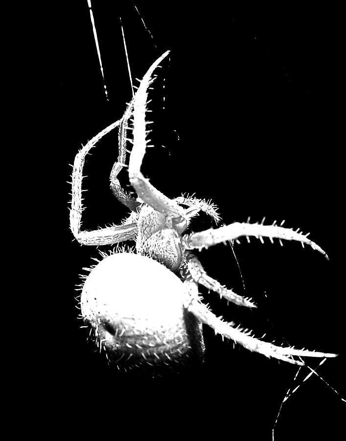 Night Spider Photograph by Scott Cordell