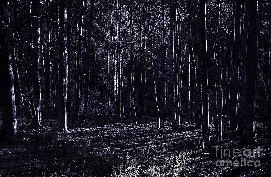 Night thicket  Photograph by Jorgo Photography