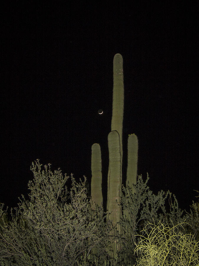 Night Time in the Desert Photograph by Jean Noren