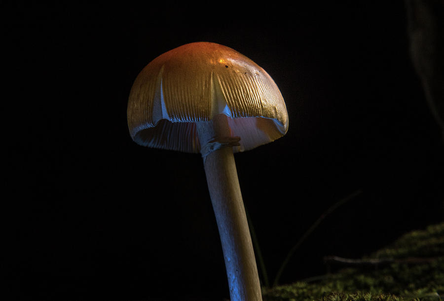 Night Time Mushroom Photograph by Douglas Barnett
