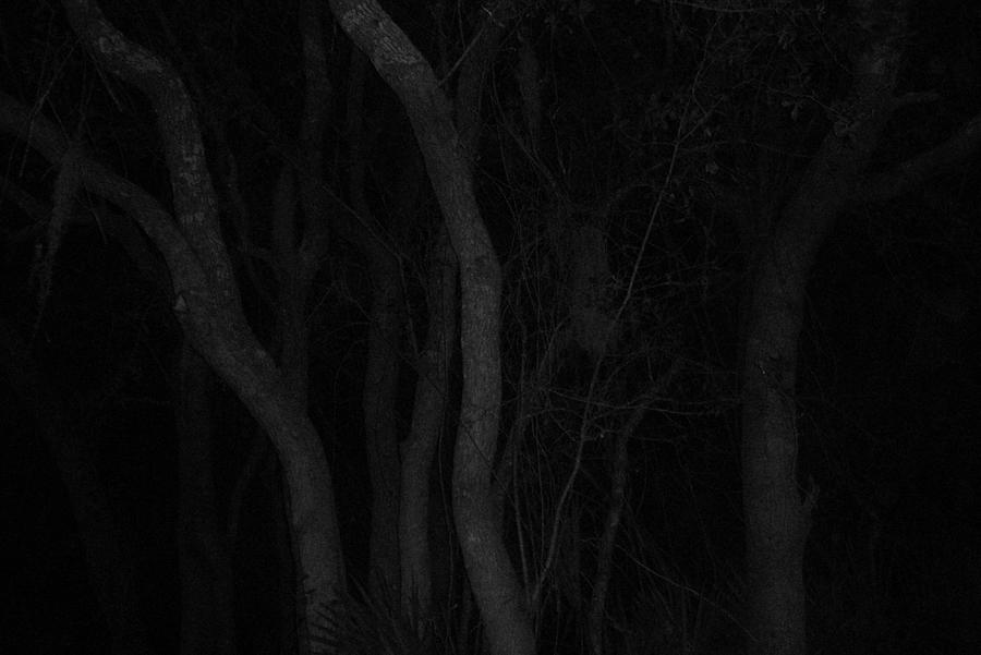 Night time tree dance Photograph by WaLdEmAr BoRrErO