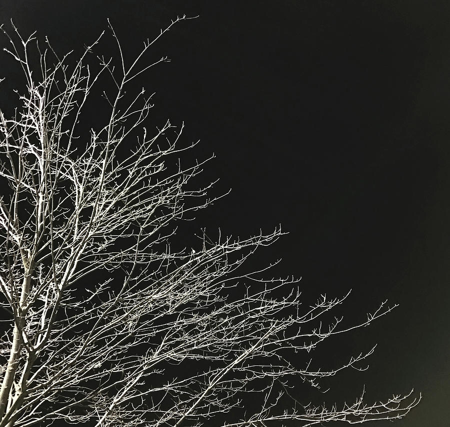 Night Tree Photograph by Gary Slawsky