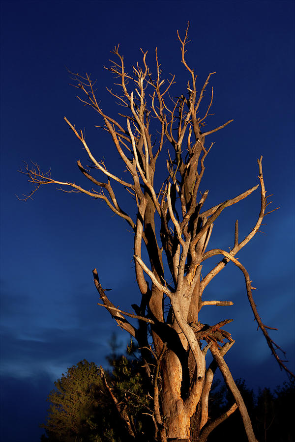 Night Tree in the Blue Ridge Photograph by Dan Carmichael