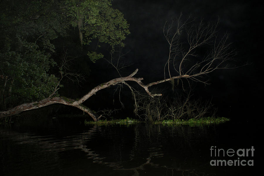 Night Tree Photograph by Jack Norton