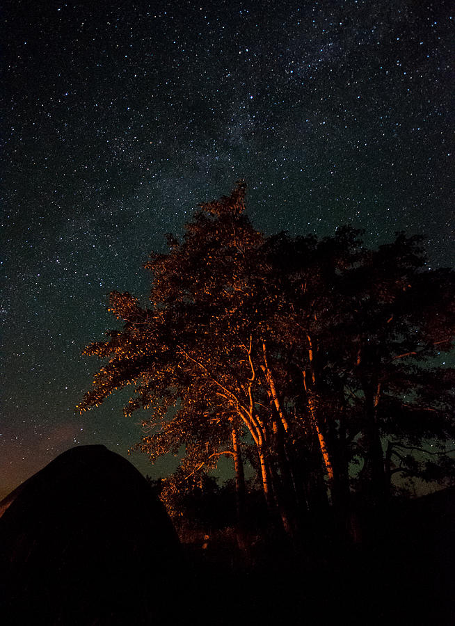 Night Tree Photograph by Jedediah Hohf
