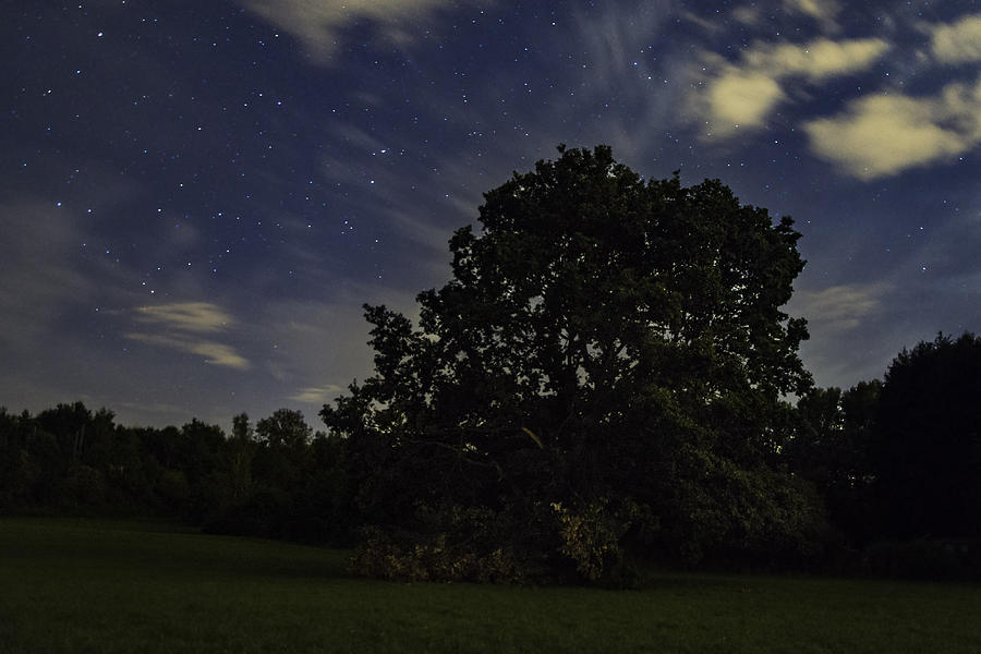 Night tree Photograph by Martin Capek
