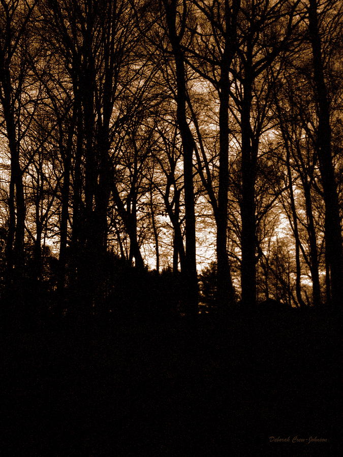Night Trees Photograph by Deborah  Crew-Johnson