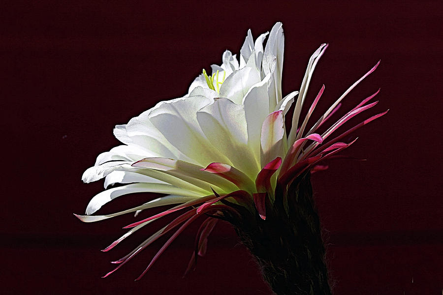 Large Flower Photograph - Night Vision by Hazel Vaughn