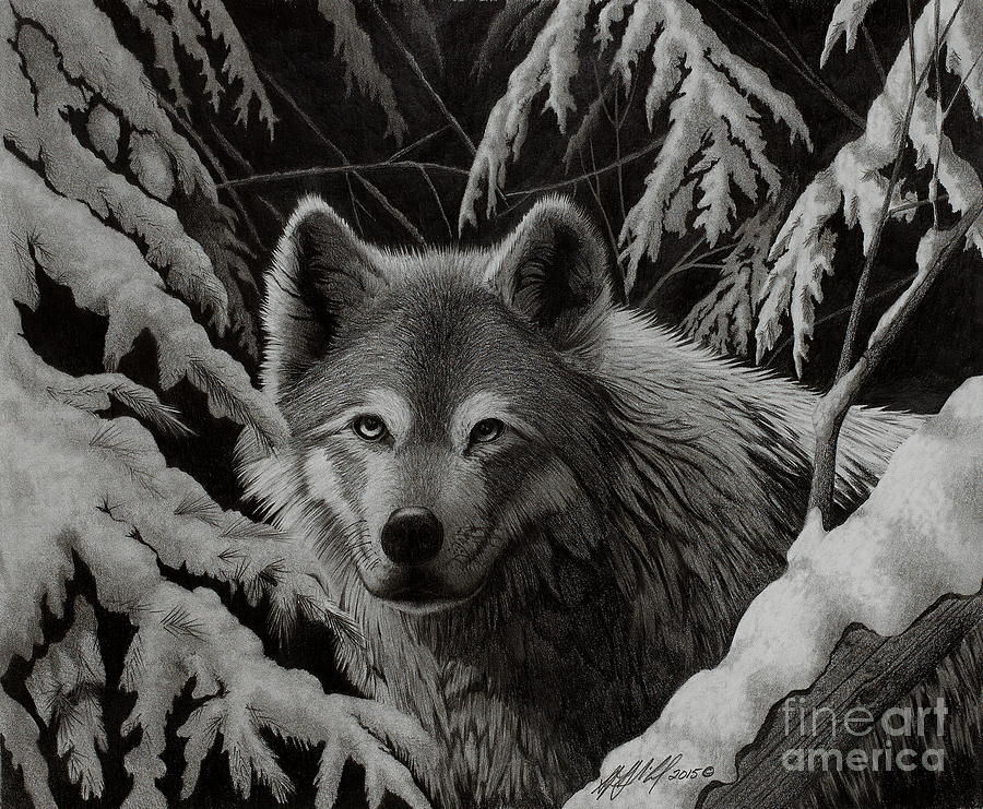 Wildlife Drawing - Night Wolf by Stephen McCall