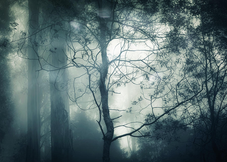 Tree Photograph - Nightfall by Amy Weiss