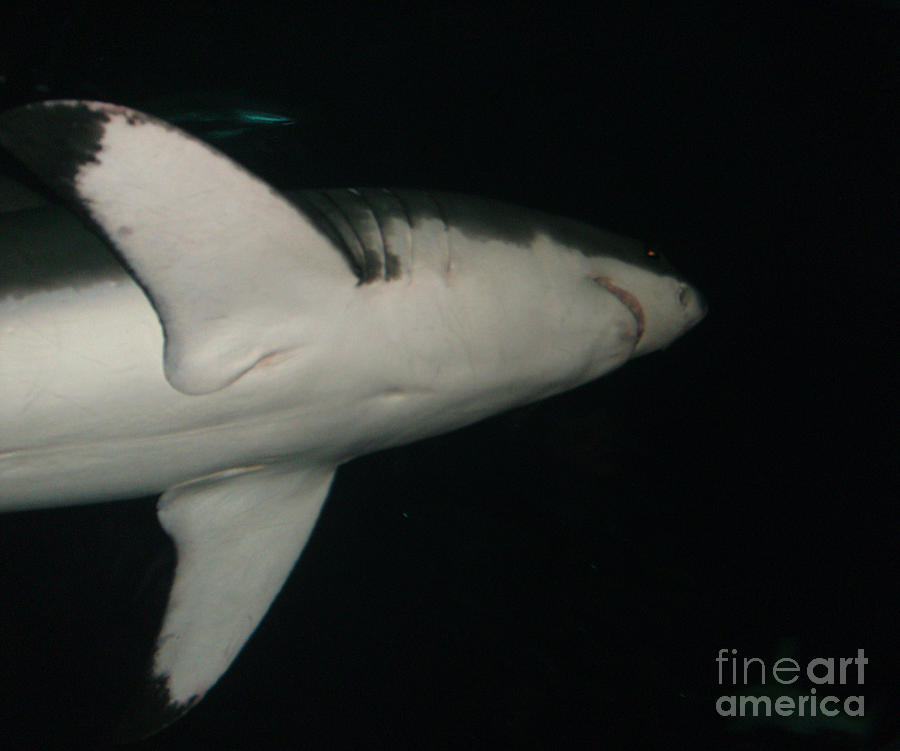 Sharks Photograph - Night of the Great White by Rick Maxwell