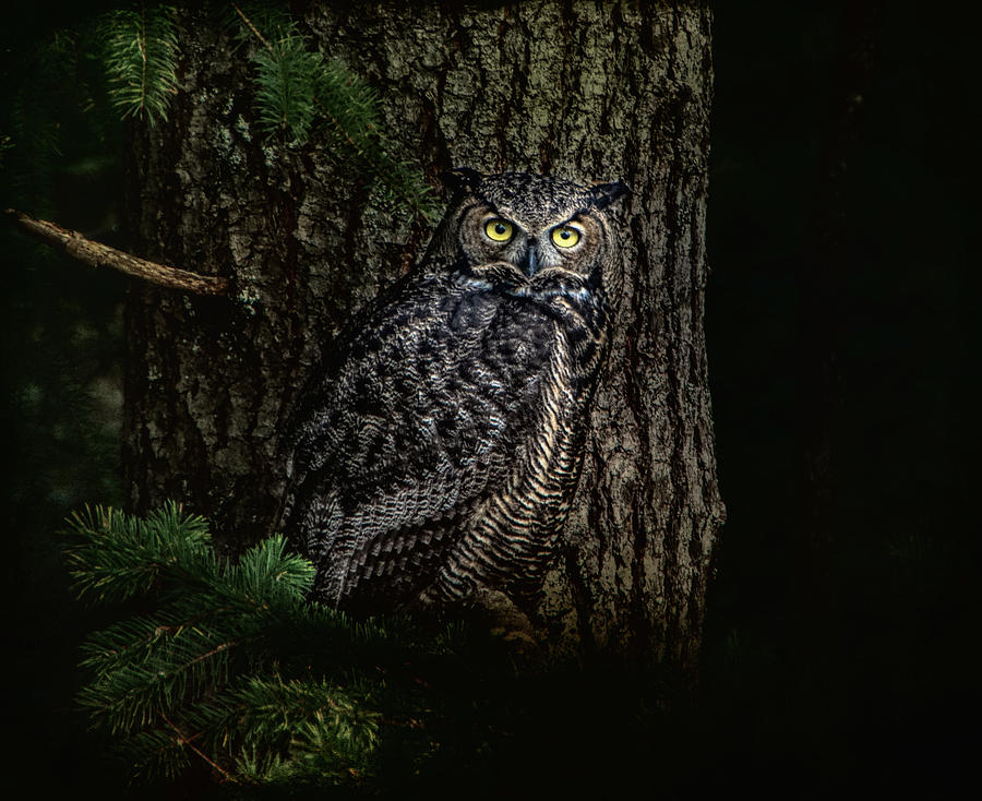 Night Owl Photograph by Marilyn Wilson