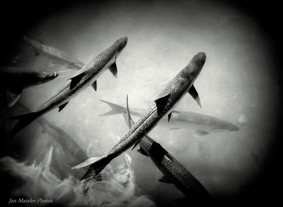 Fish Photograph - Nighttime Tarpon by Jan Maizler