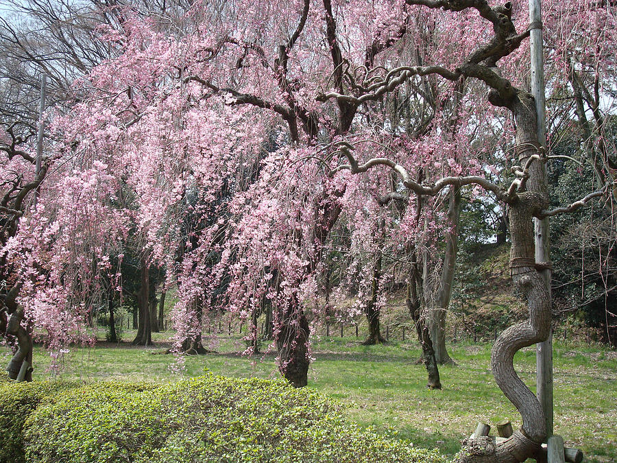 Cherry Blossom Photograph - Nijo Cherry Blossom by Rachel Taylor