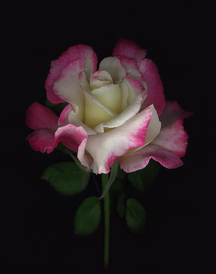 Rose Digital Art - Nikis Rose by Sandi F Hutchins Rose Digital Art - Nikis Rose by Sandi F Hutchins